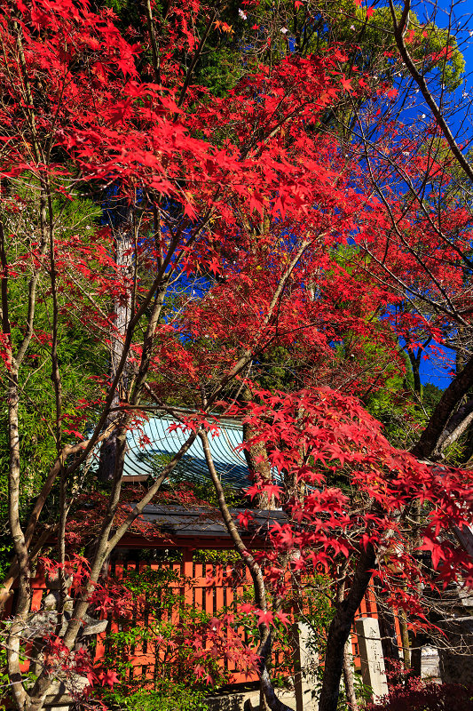 京都の紅葉2015・赤山禅院の秋_f0155048_0385832.jpg