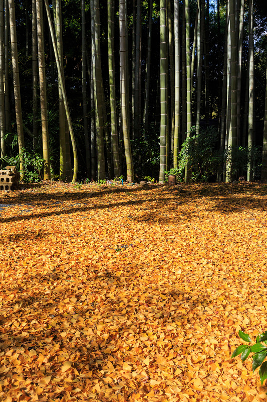 京都の紅葉2015・赤山禅院の秋_f0155048_0391670.jpg