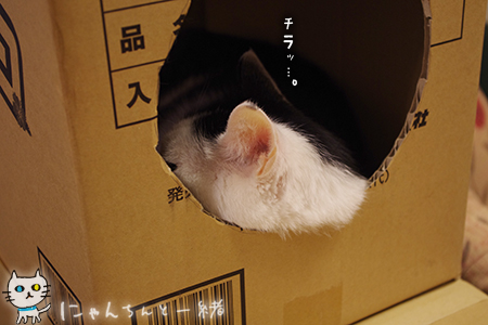 本日も入居中_e0031853_2185668.jpg