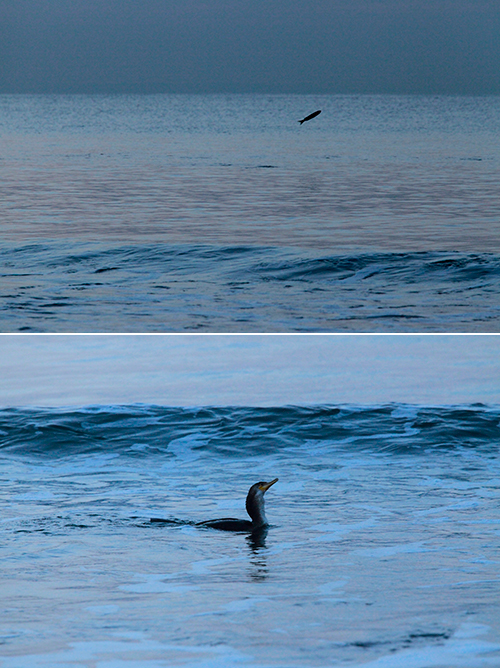 2016/01/07(THU) 湘南の冬.....朝風景です。_a0157069_10461015.jpg