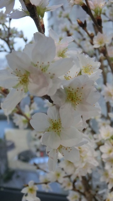 美しいものに感激できる慶び、啓翁桜が一足早く春を告げてくれていました・・・・実に可愛い桜に感動！！_d0181492_20383892.jpg