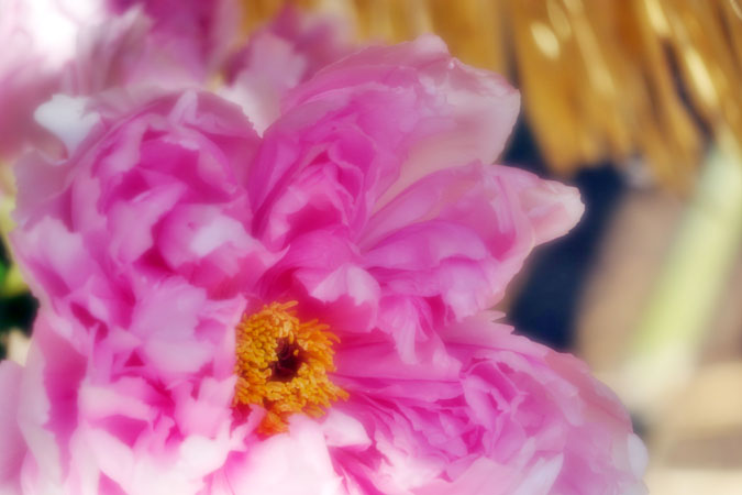 a0263109_1054453.jpg