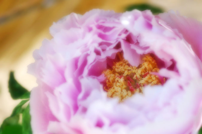 a0263109_10561484.jpg