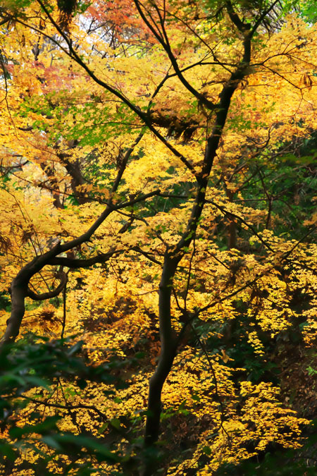 北鎌倉　東慶寺の紅葉2_a0263109_20534370.jpg