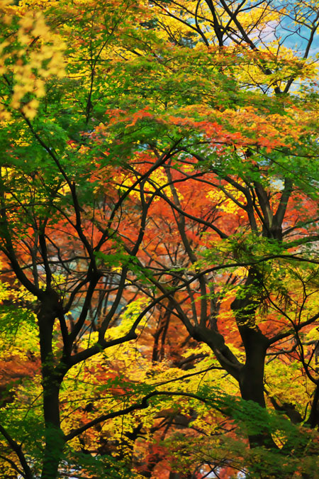 北鎌倉　東慶寺の紅葉2_a0263109_20534740.jpg