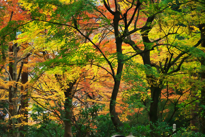 北鎌倉　東慶寺の紅葉2_a0263109_20534828.jpg