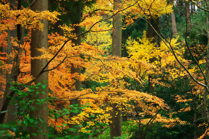 北鎌倉　東慶寺の紅葉2_a0263109_20553224.jpg