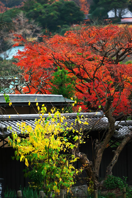 北鎌倉　東慶寺の紅葉2_a0263109_20563312.jpg