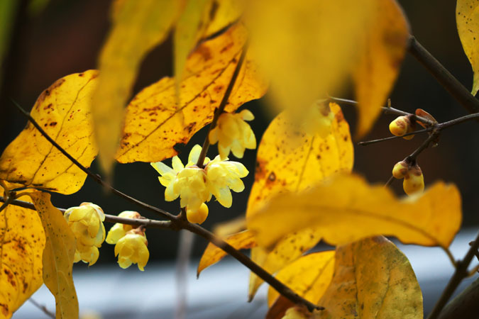 北鎌倉　東慶寺の紅葉2_a0263109_20573216.jpg