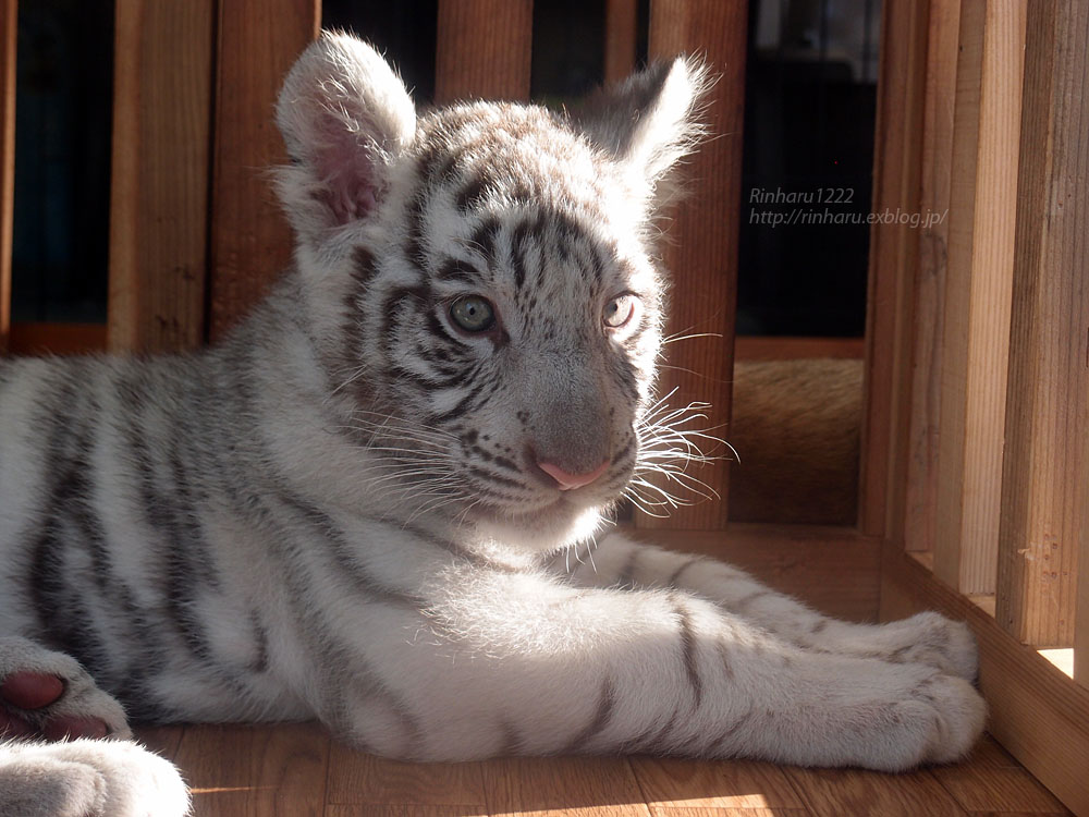 2015.9.27 那須サファリパーク☆ホワイトタイガーのマハロ<室内編>【White tiger】_f0250322_21434735.jpg