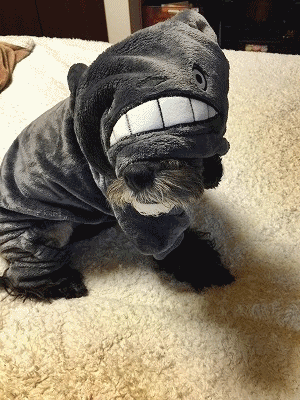 f0326925_22485872.gif