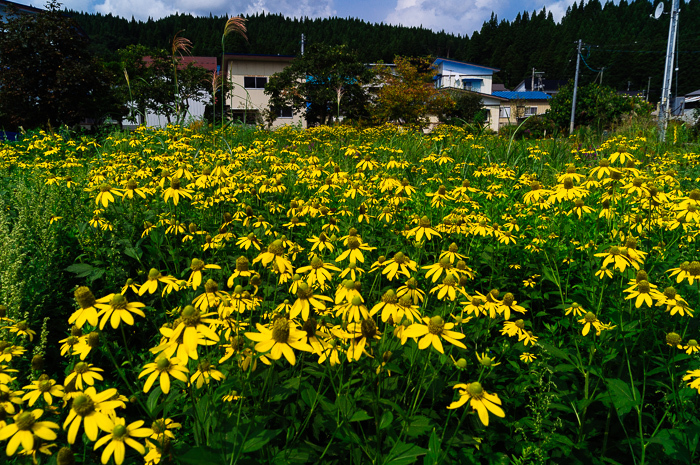 散歩の風景_c0318742_21313672.jpg