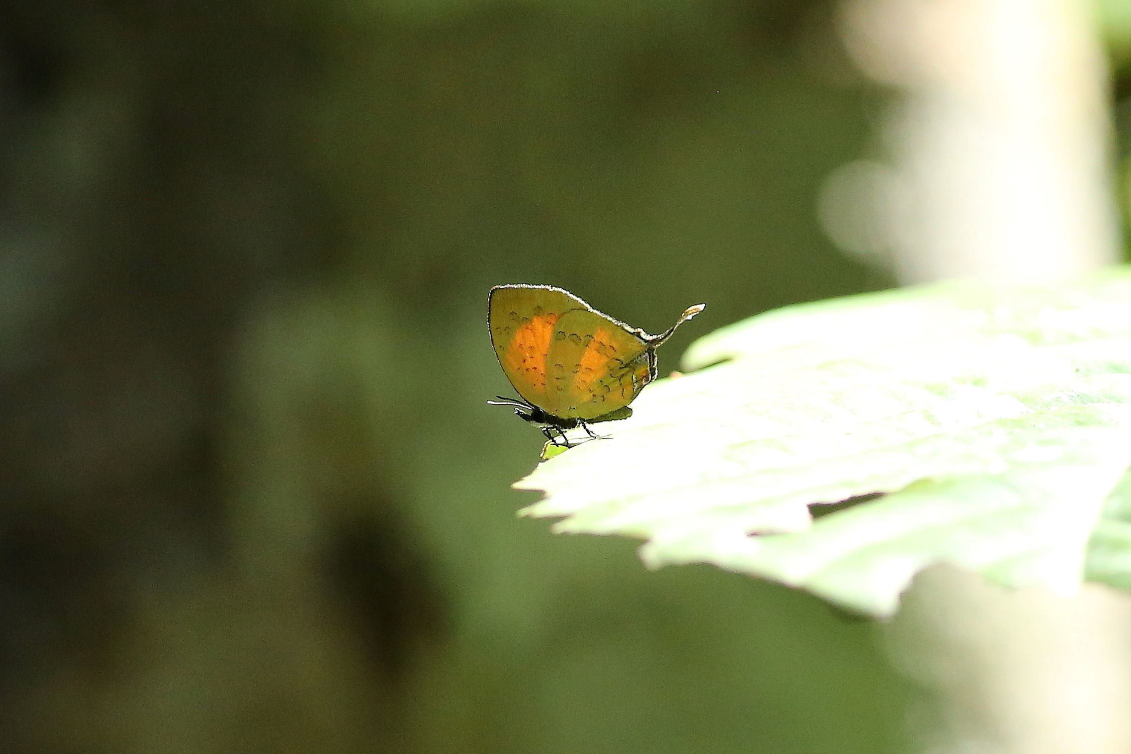 モリノオナガシジミ、Drupadia scaeva、ヒメハタフリシジミ（Langkawi, Malaysia、20151230-20160101）_f0345350_07364221.jpg