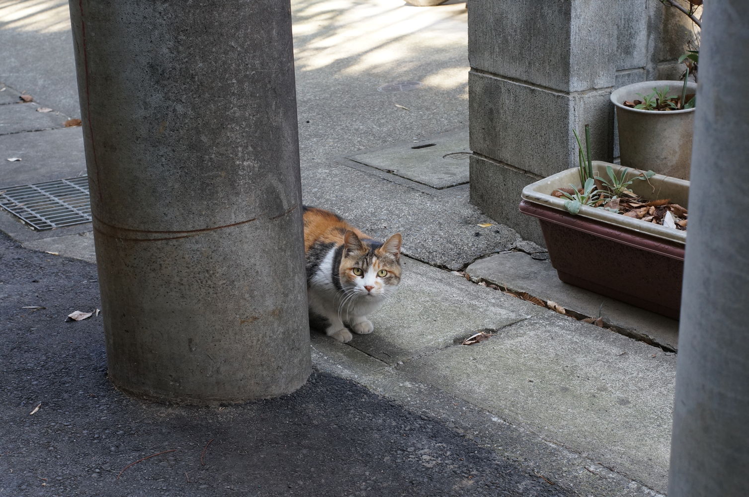 ライツ・ズマロン35ミリf2.8をNEX-6で使う_a0063552_637555.jpg