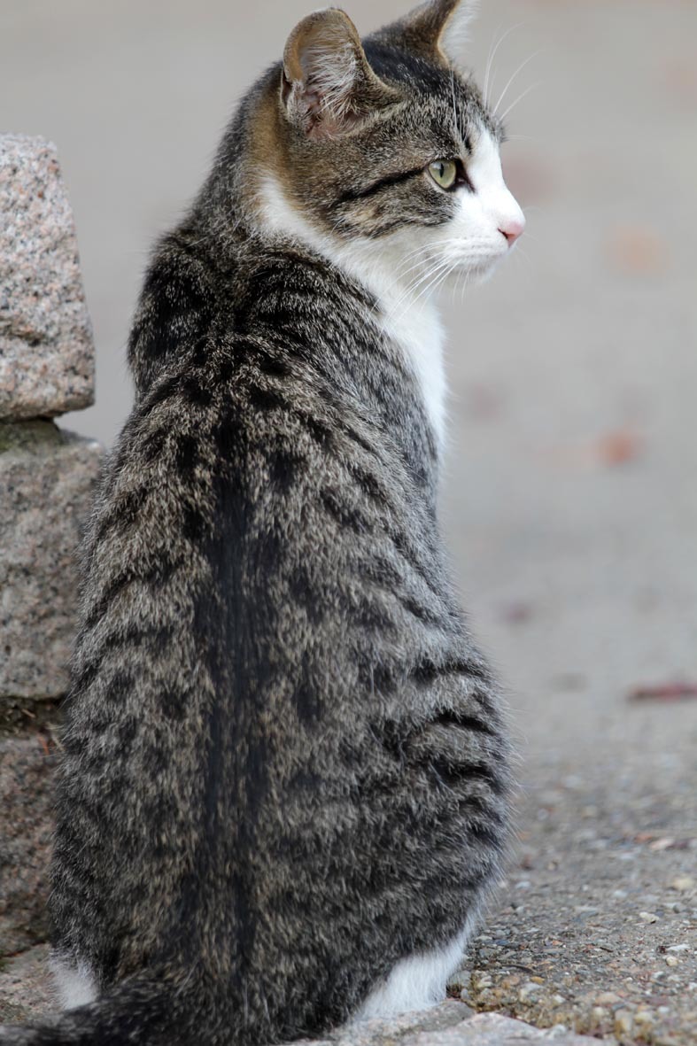 背中 近所のネコ2