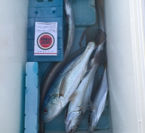 f0191888_10422725.jpeg