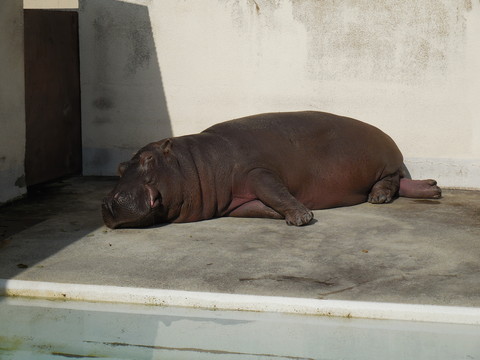 姫路動物園_a0156689_11381968.jpg