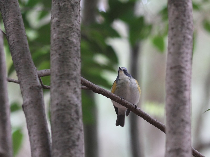 地元探鳥_b0223198_18581557.jpg