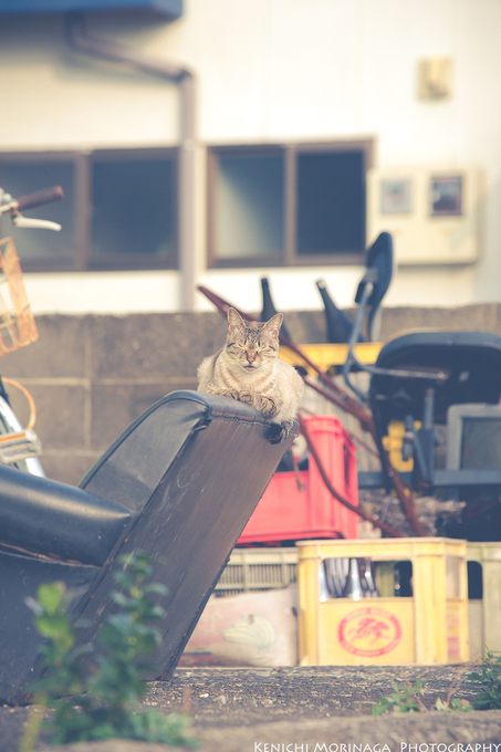 その島に猫はいるのか？　　パート２　＠ネコ写真_d0249202_20222337.jpg