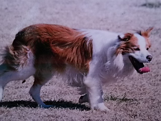 d0148408_16203750.jpg