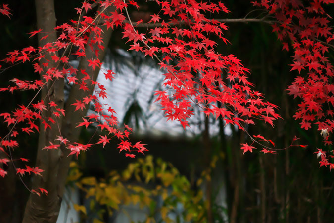 北鎌倉　浄智寺の紅葉2_a0263109_12105436.jpg