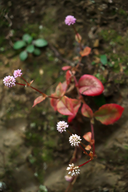 北鎌倉　浄智寺の紅葉2_a0263109_1211048.jpg