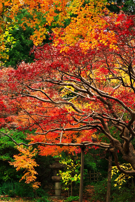 北鎌倉　浄智寺の紅葉2_a0263109_1211569.jpg