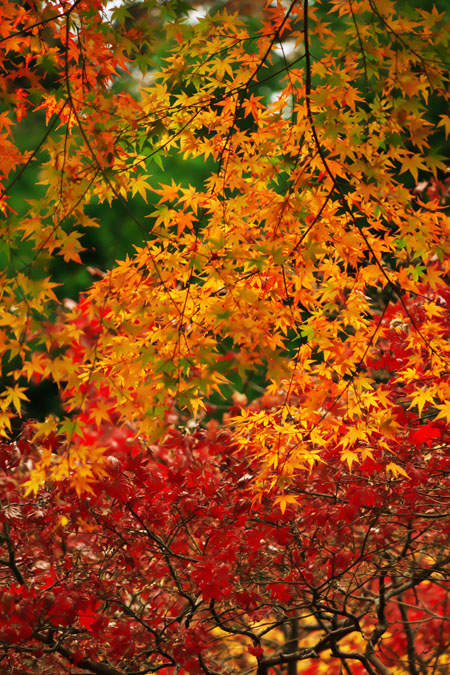 北鎌倉　浄智寺の紅葉2_a0263109_1211774.jpg