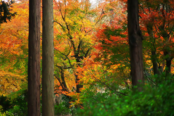 北鎌倉　浄智寺の紅葉1_a0263109_1235123.jpg