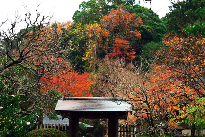 北鎌倉　浄智寺の紅葉1_a0263109_1235790.jpg