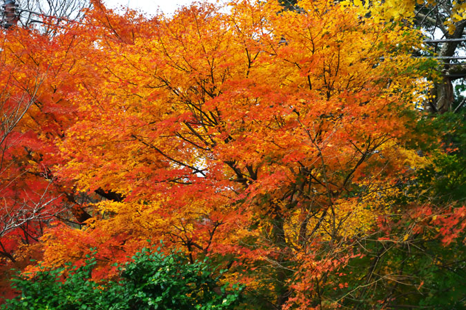 北鎌倉　浄智寺の紅葉1_a0263109_1235811.jpg