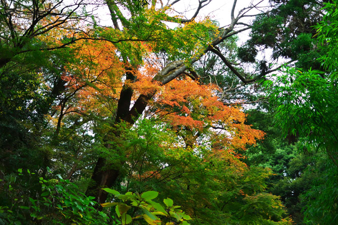 北鎌倉　浄智寺の紅葉1_a0263109_1241115.jpg