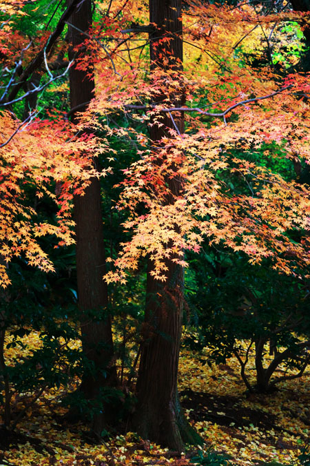 北鎌倉　浄智寺の紅葉1_a0263109_124230.jpg