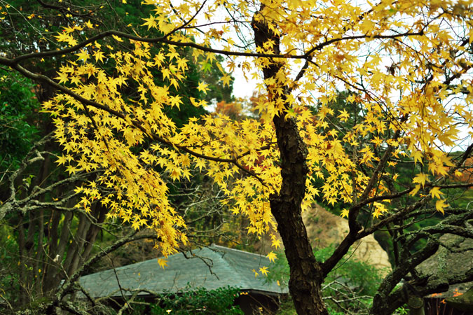 北鎌倉　浄智寺の紅葉1_a0263109_124574.jpg