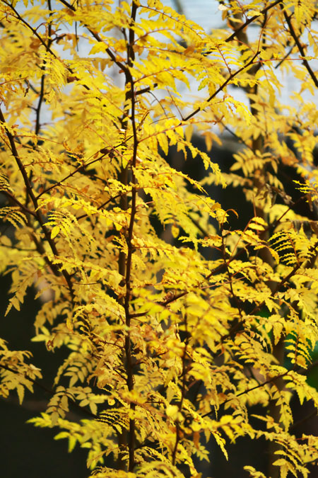 北鎌倉　浄智寺の紅葉1_a0263109_124891.jpg