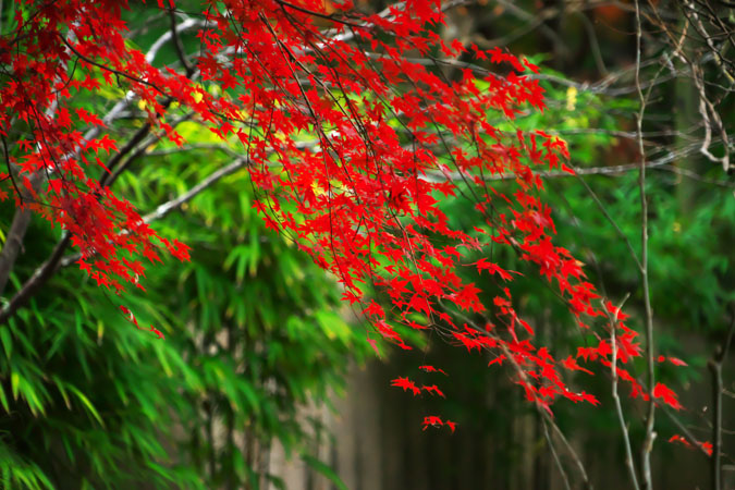 北鎌倉　浄智寺の紅葉1_a0263109_1264471.jpg