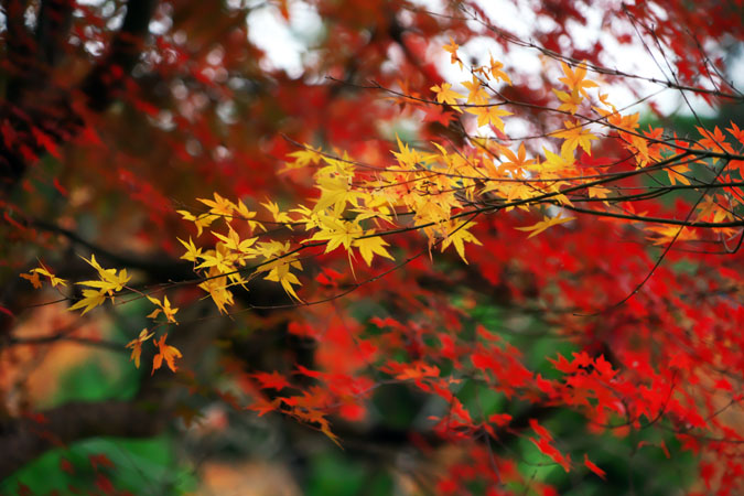 北鎌倉　浄智寺の紅葉1_a0263109_1265521.jpg