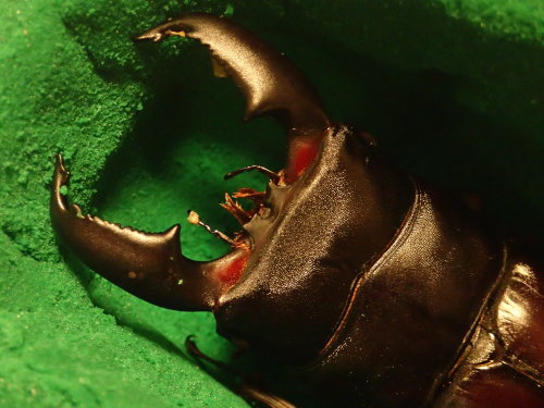 a0315918_21303055.jpg