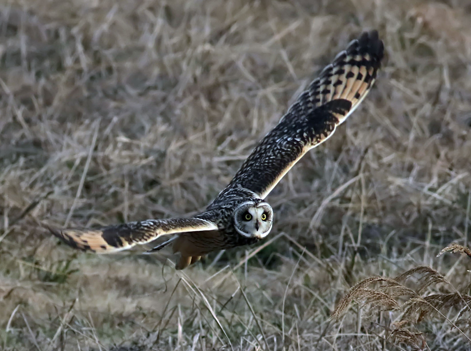 シベリアから飛来の珍客さん_d0156718_1244916.jpg