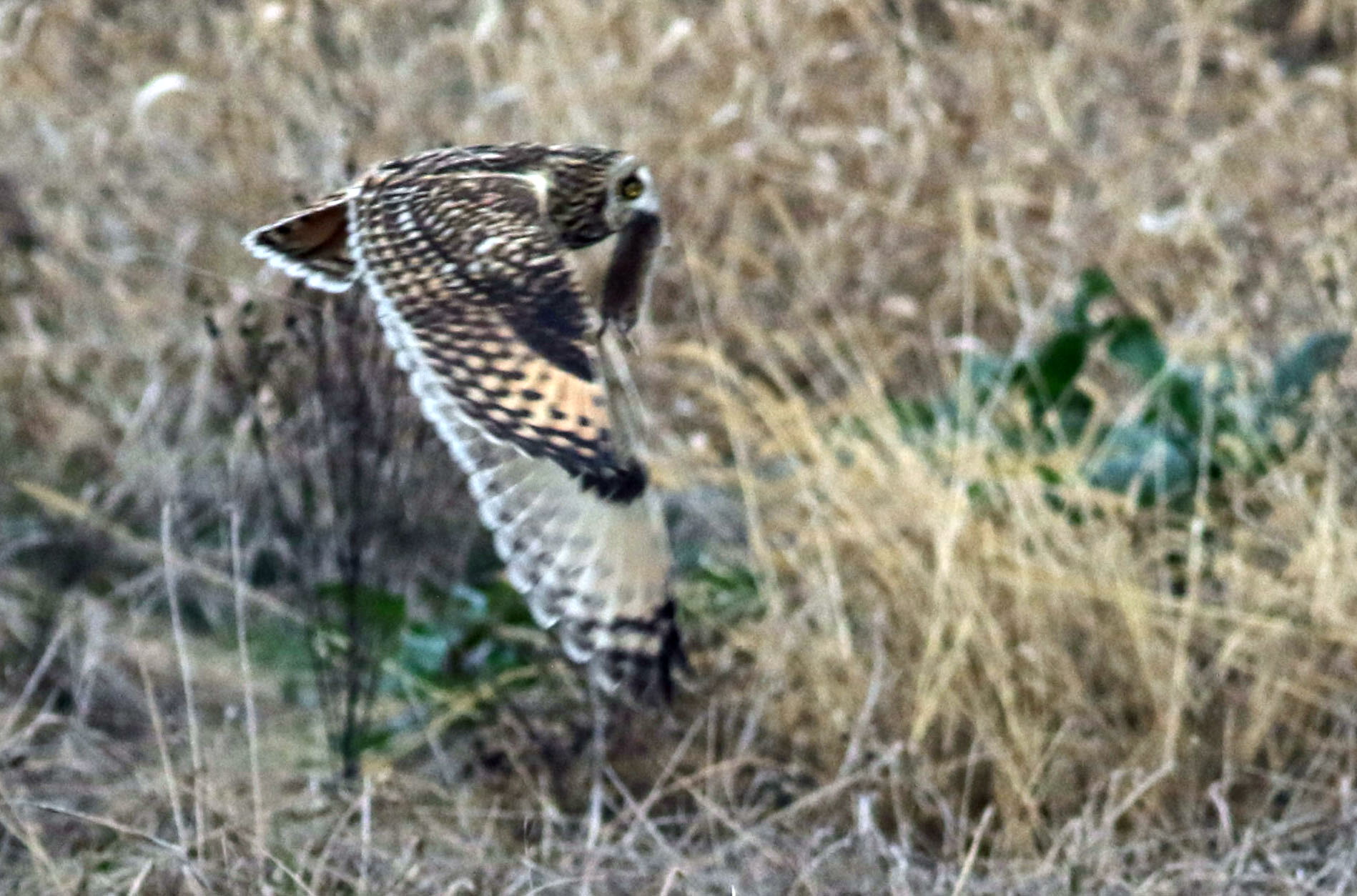 シベリアから飛来の珍客さん_d0156718_14165012.jpg