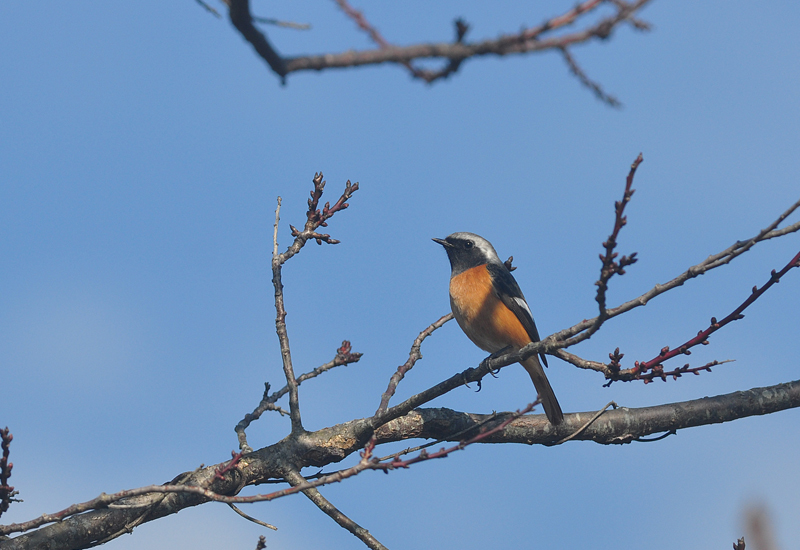 近所の野鳥　2016年1月9日_b0036128_14432751.jpg