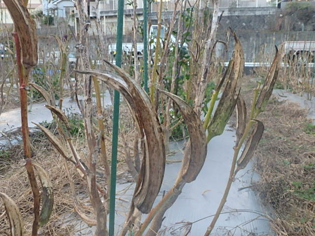c0183137_19384699.jpg