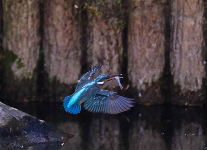 カワセミ、事始め_b0242140_210316.jpg