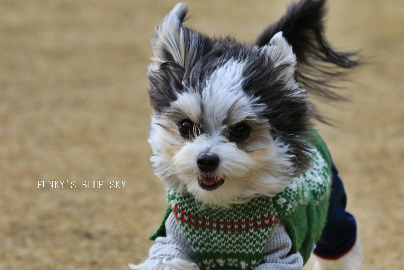 ２０１６初っ飛び～♪　（ランにて飛行犬）_c0145250_16123074.jpg