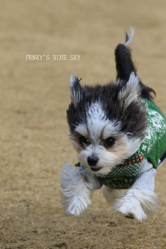 ２０１６初っ飛び～♪　（ランにて飛行犬）_c0145250_16123739.jpg