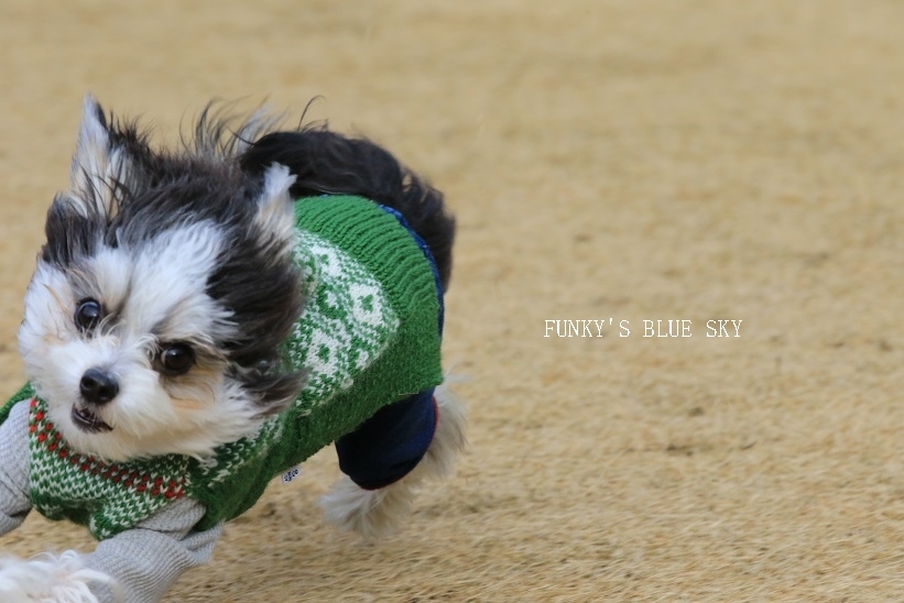 ２０１６初っ飛び～♪　（ランにて飛行犬）_c0145250_16124258.jpg