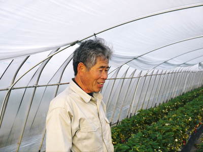 有機栽培キャベツ 牛島さんちの有機栽培こだわりキャベツ大好評発売中!!_a0254656_171444.jpg