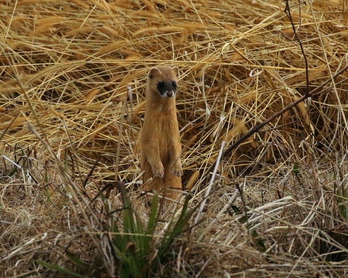 湘南(西湘)2016①その2_b0287468_01434298.jpg