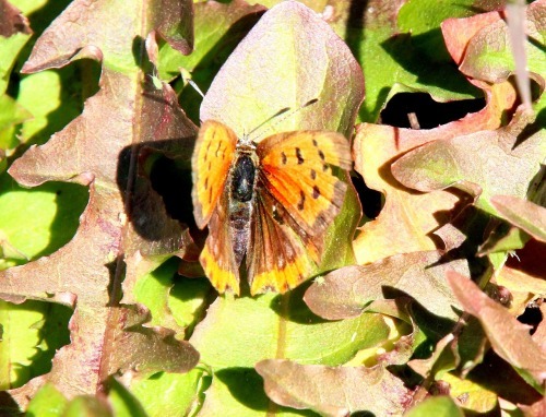 b0320769_20212884.jpg