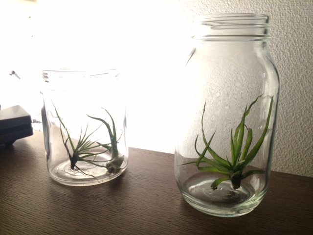観葉植物とインテリア_e0190287_23514549.jpg